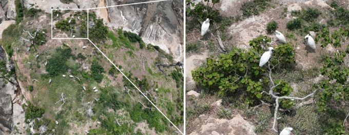 순천만, 멸종위기 저어새 번식 첫 확인