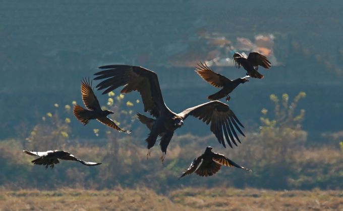 김해시, 겨울철새 먹이주기로 화포천습지 보전 강화-독수리