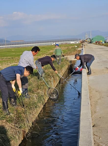 김해시, 왕우렁이 일제 수거 기간 운영