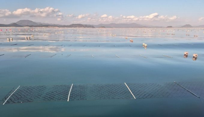 2026년산 청정 고흥산 김 본격 출하