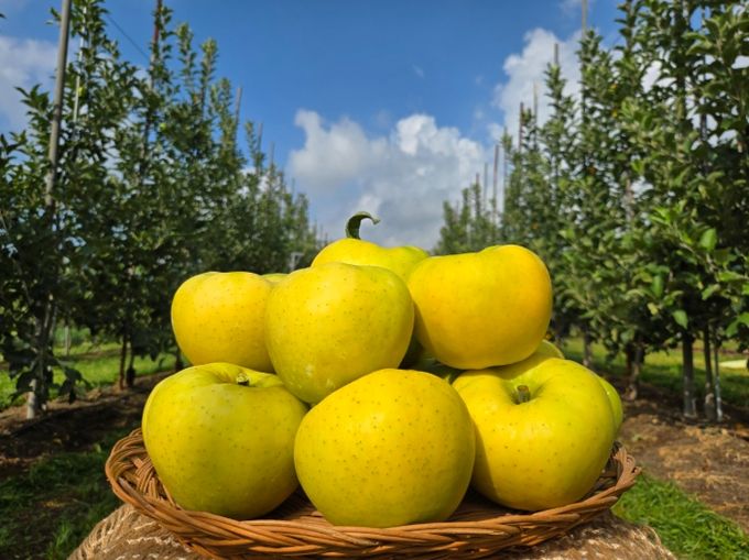 군위군, 농림축산식품부 스마트과수원특화단지조성 공모사업 최종 선정