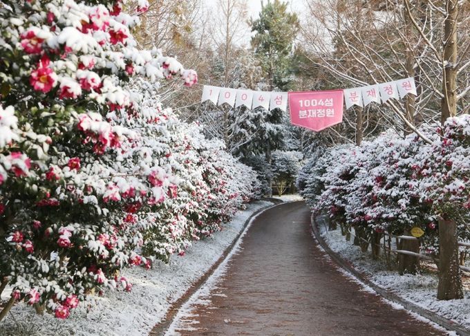 1004섬 분재정원 애기동백꽃