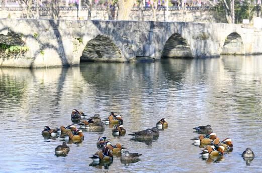 남원시 광한루원에 원앙 백여마리 둥지 틀어 볼거리 제공