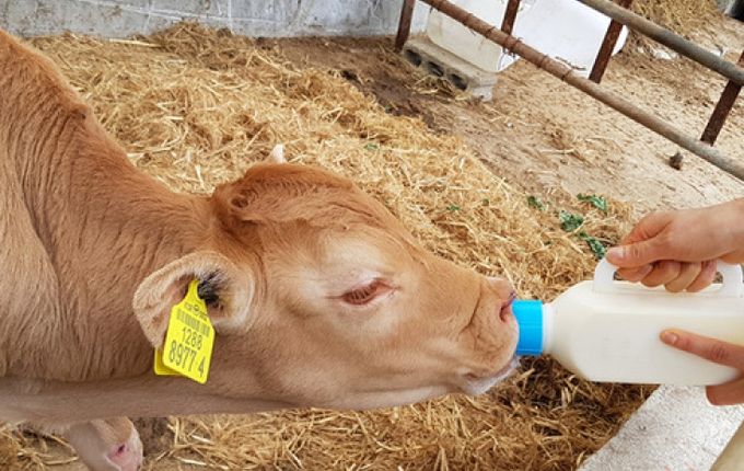 『초유은행』 만족도 100%