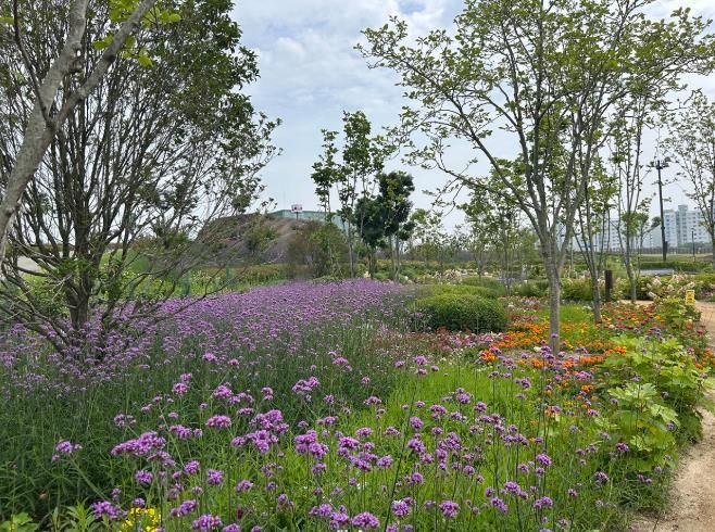 순천시 오천그린광장 내 ‘버들마편초’ 직영재배로 예산 절감
