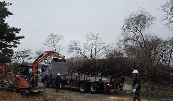 영암군 벚나무숲 조성_계천제