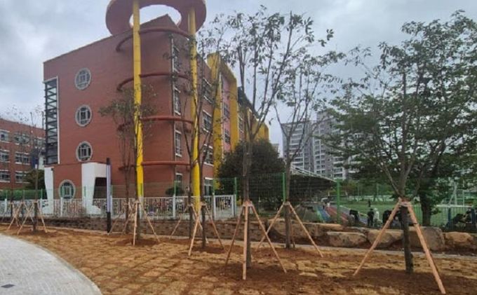 지난해 낙안 나무은행에서 관리하던 가시나무를 왕지어린이공원에 이식했다