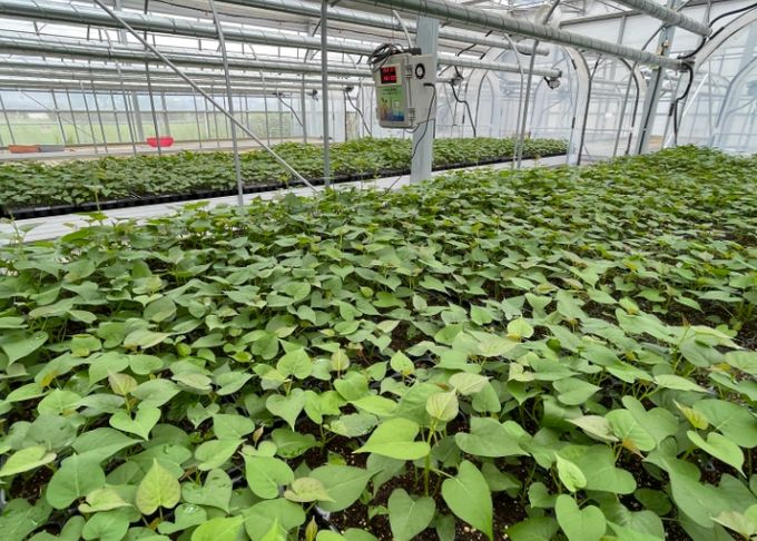 완주군, 고구마 조직배양 무병묘 분양 접수