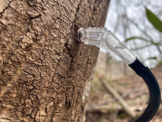 고로쇠 수액 채취